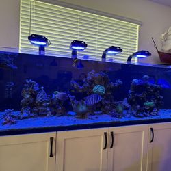 Waterbox Reef 220.6 Gallon Aquarium – Fully Equipped High-End Reefhh Setup