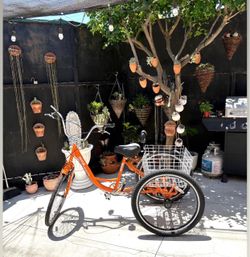 Adult Tricycle