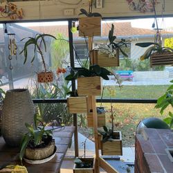 Orchid's Display 