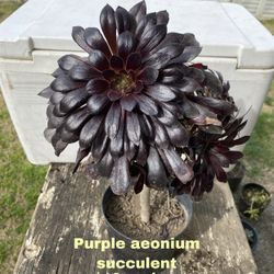 Succulent Plant Sale