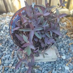 Tiffany Lamp Shade Planter 