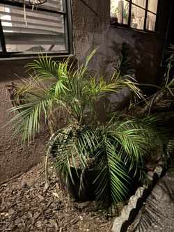 Pygmy date palm in container