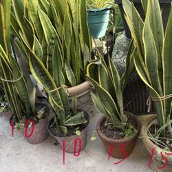 Potted Trees And Large Outdoor Plants Priced Separately