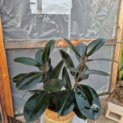 Rubber Plant 10" Pot $20