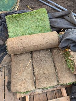 Fresh sod