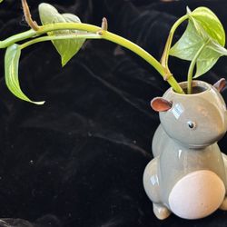 Cute Squirrel Propagater! 