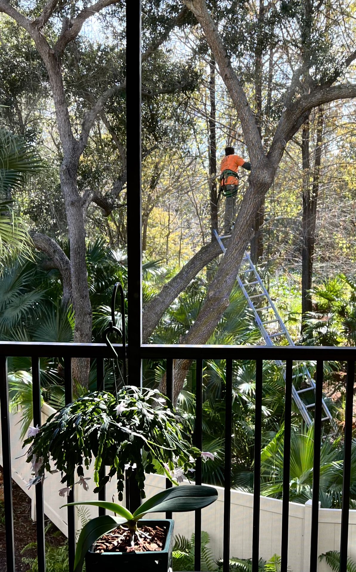 Tree trimming