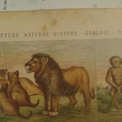 Pair Antique Natural History BIBLE PAGES LITHOGRAPHS