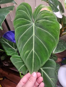 Philodendron gloriosum