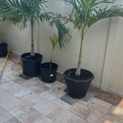Palms , Palms Different Sizes $1