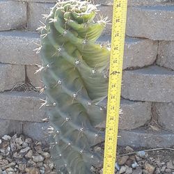 Spiral Cactus