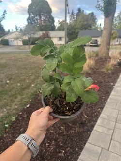 Native Plant: Creeping Oregon Grape (Mahonia repens) - 1 gallon
