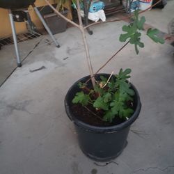 FIG THREE "Black Mission Fig"