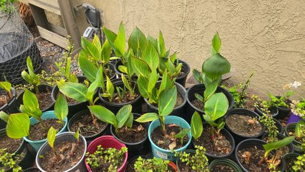 Potted Canna Lily ready for planter or ground