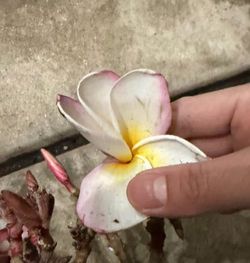Plumeria
