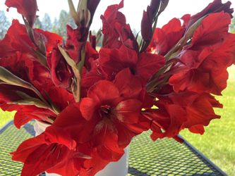 Gladiola Bulbs