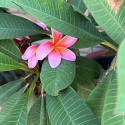 Plumeria 