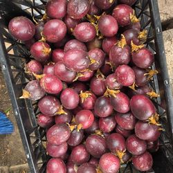 Maracuya Passion Fruit