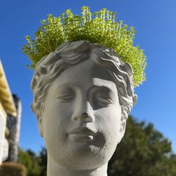 Greek-Roman Goddess Sedum Plant