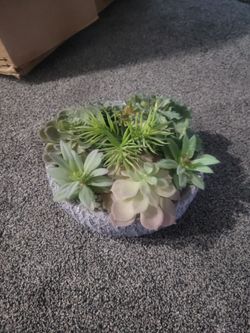 Plastic plant $10