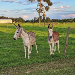 Two Jenny Donkeys