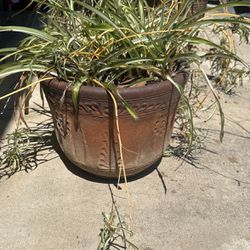 Small Clay Pot With Spider Plant