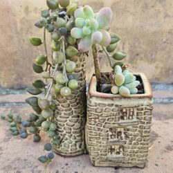 Asian Tower Pot of Planted SUCCULENTS String Of Pearls