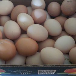 Cage Free Chicken Eggs