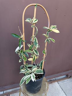 Xl Hoya Susie Q in one gallon pot