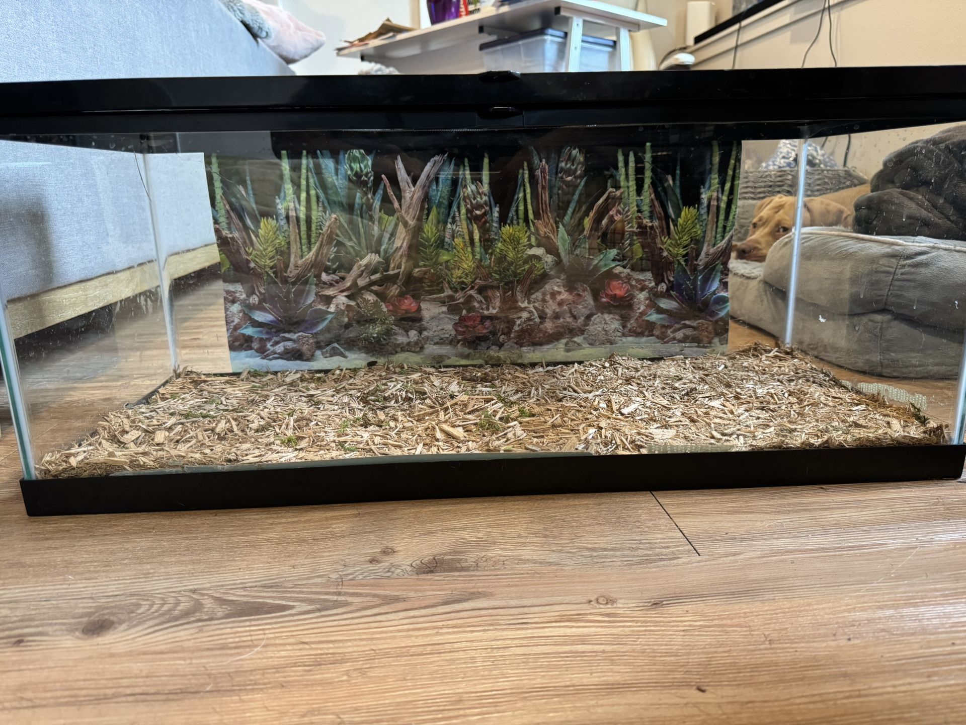 20 Gallon Tank (Free)
