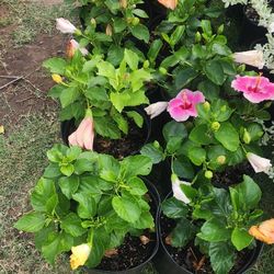 Tulipanes Diferentes Colores 