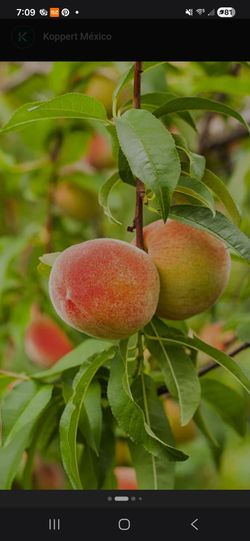 Peach tree.  Arbol de durazno