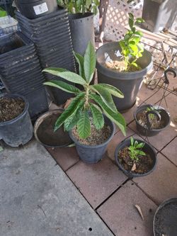 Loquat tree