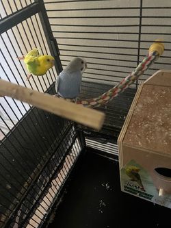 Bird cage