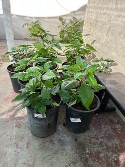 Peppers