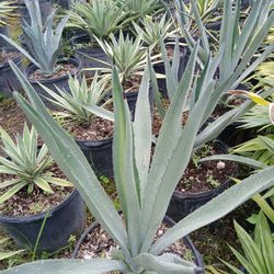 Agaves On Big Sale Now $35