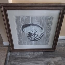 Sea Shell Framed Picture 29x28