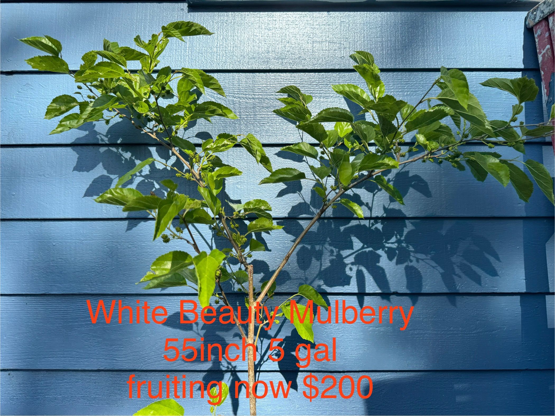 white beauty mulberry tree