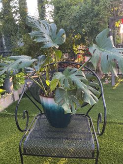 Monstera