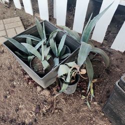 AGAVE PLANTS 
