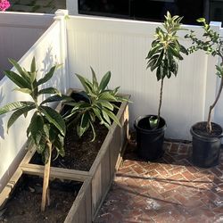 3rd Year Healthy And Robust Loquat Tree Suckers (May Fruit Soon If Transferred To Ground)