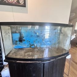 Fish Tank 