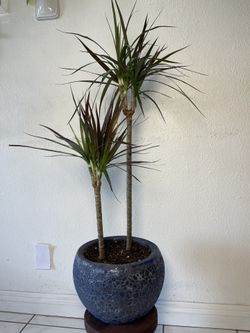 Dracaena Dragon Tree In Blue Stone Pot(38”tall $85)