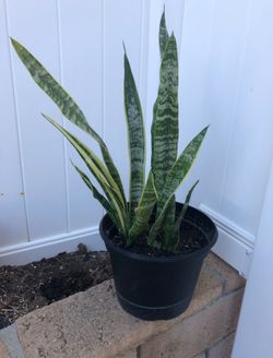 Snake plant