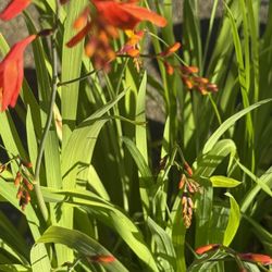 Beautiful Crocosmia Plants