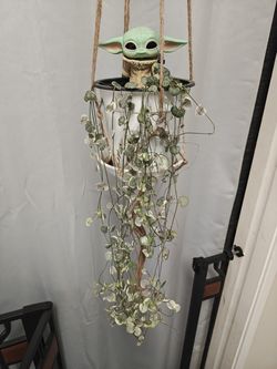 Rare Variegated String of Hearts with Hanging Rope