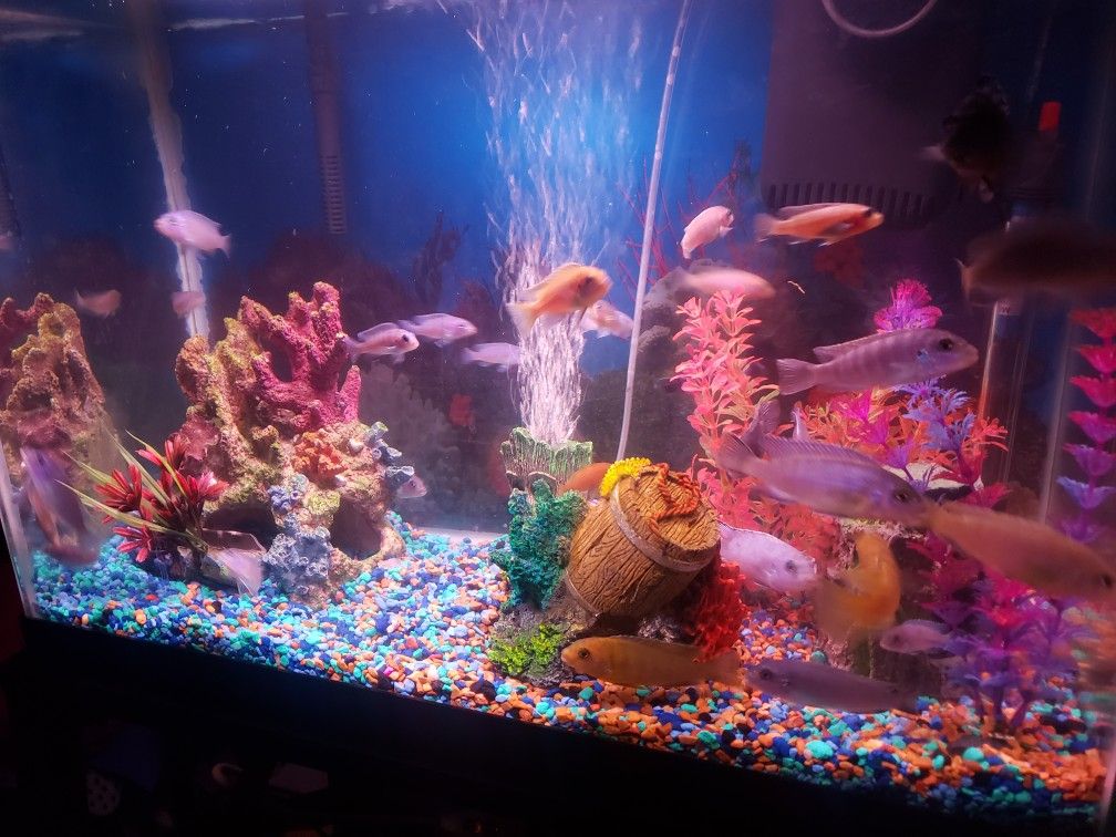 Fish Tank With Metal Stand