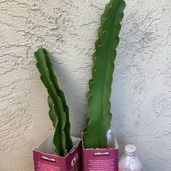 White Dragon Fruit Plants 