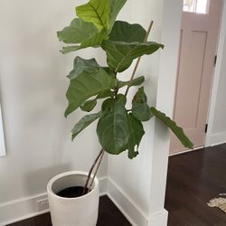 Fiddle Leaf Tree 