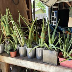 Aloe Vera Plants 